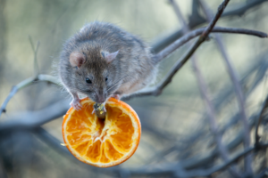 Rat with orange