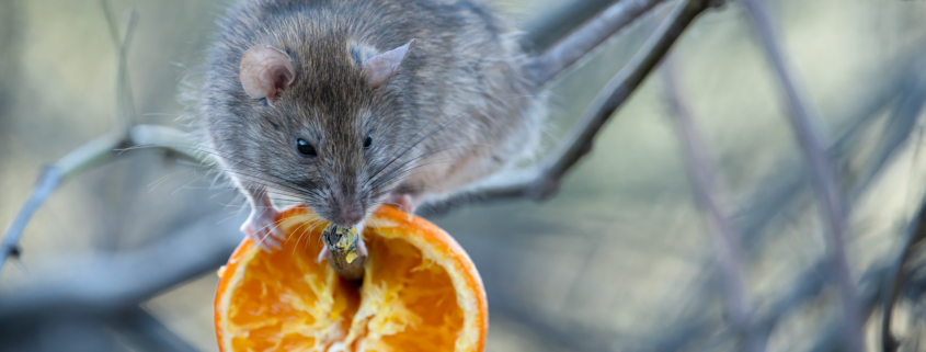 Rat with orange