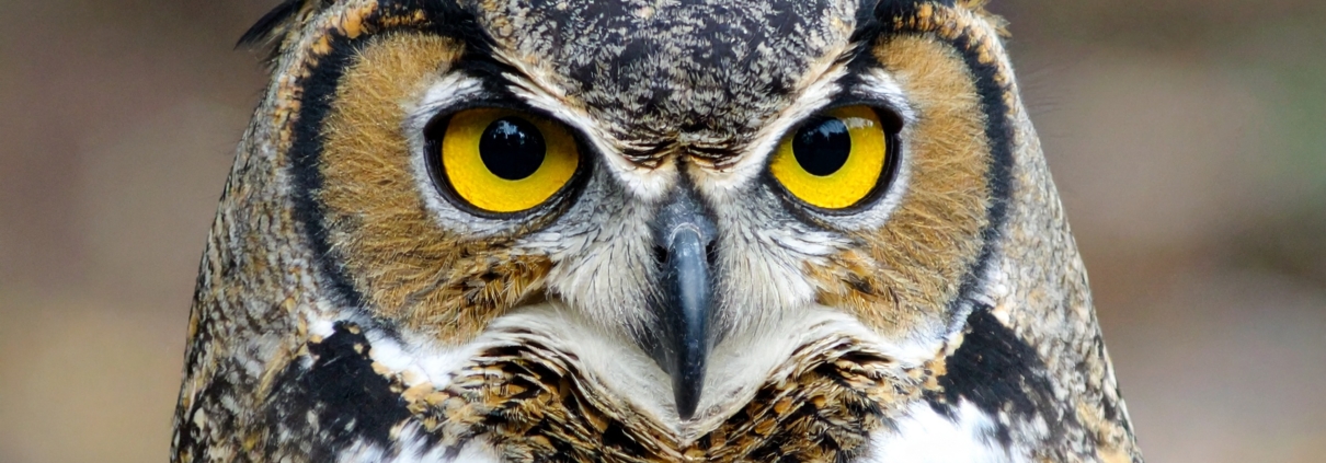 great horned owl